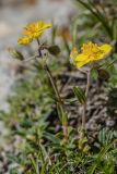 Helianthemum buschii