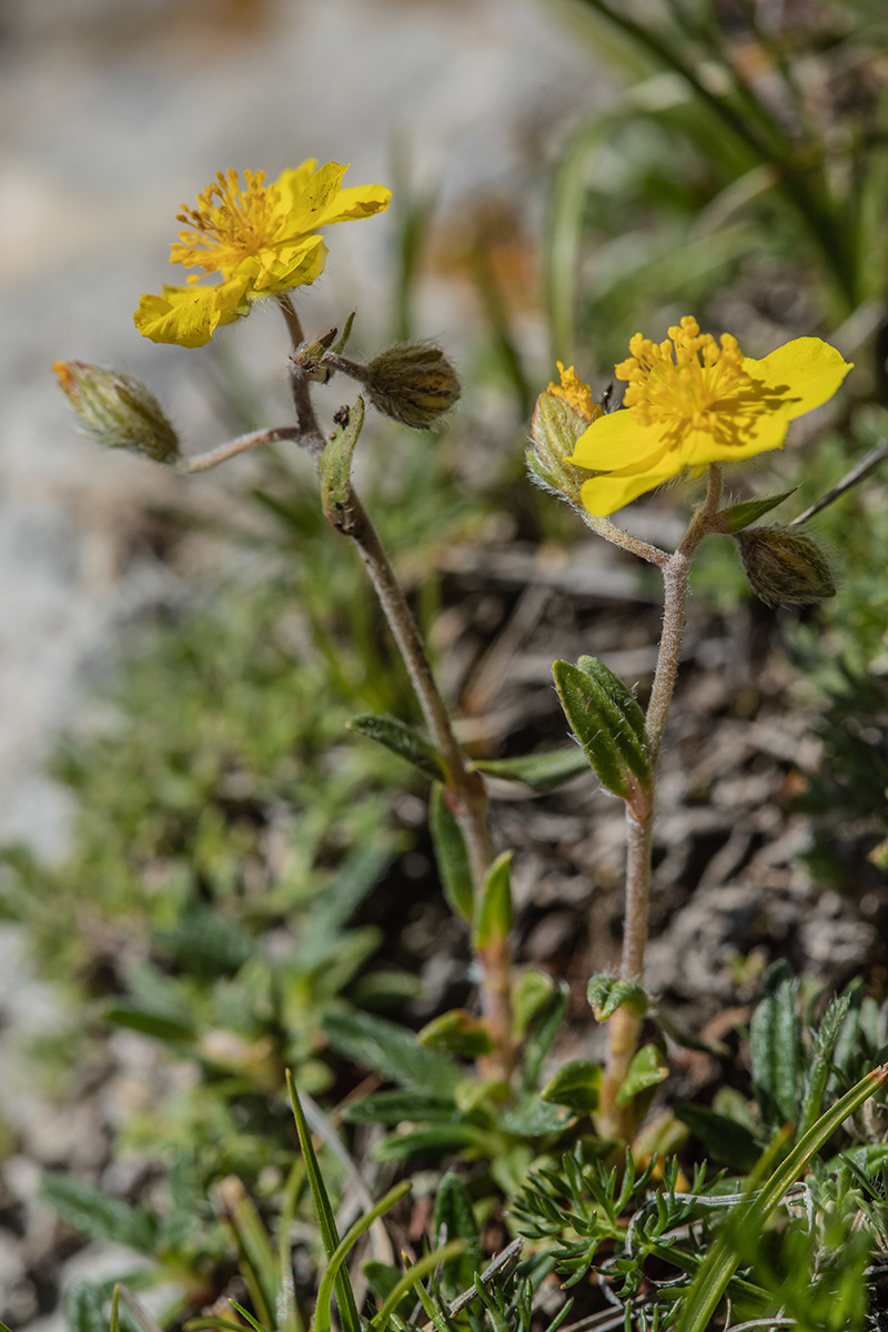 Изображение особи Helianthemum buschii.