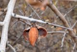 Amygdalus spinosissima. Колючка ветви с вскрывшимся плодом. Узбекистан, Навоийская обл., Нуратинский р-н, Нуратинский хр., ущ. р. Кичиксай. 29.10.2019.