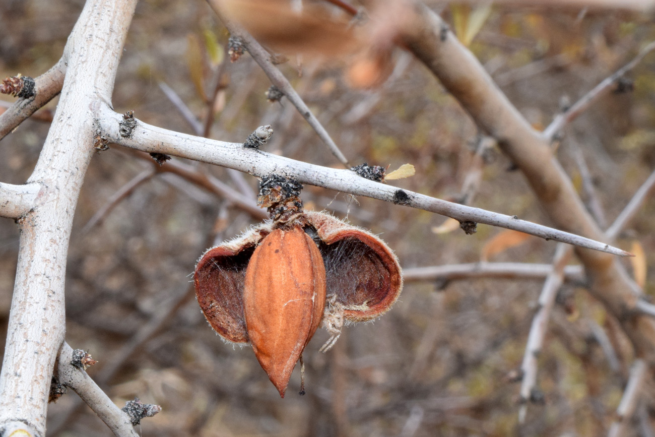 Image of Amygdalus spinosissima specimen.