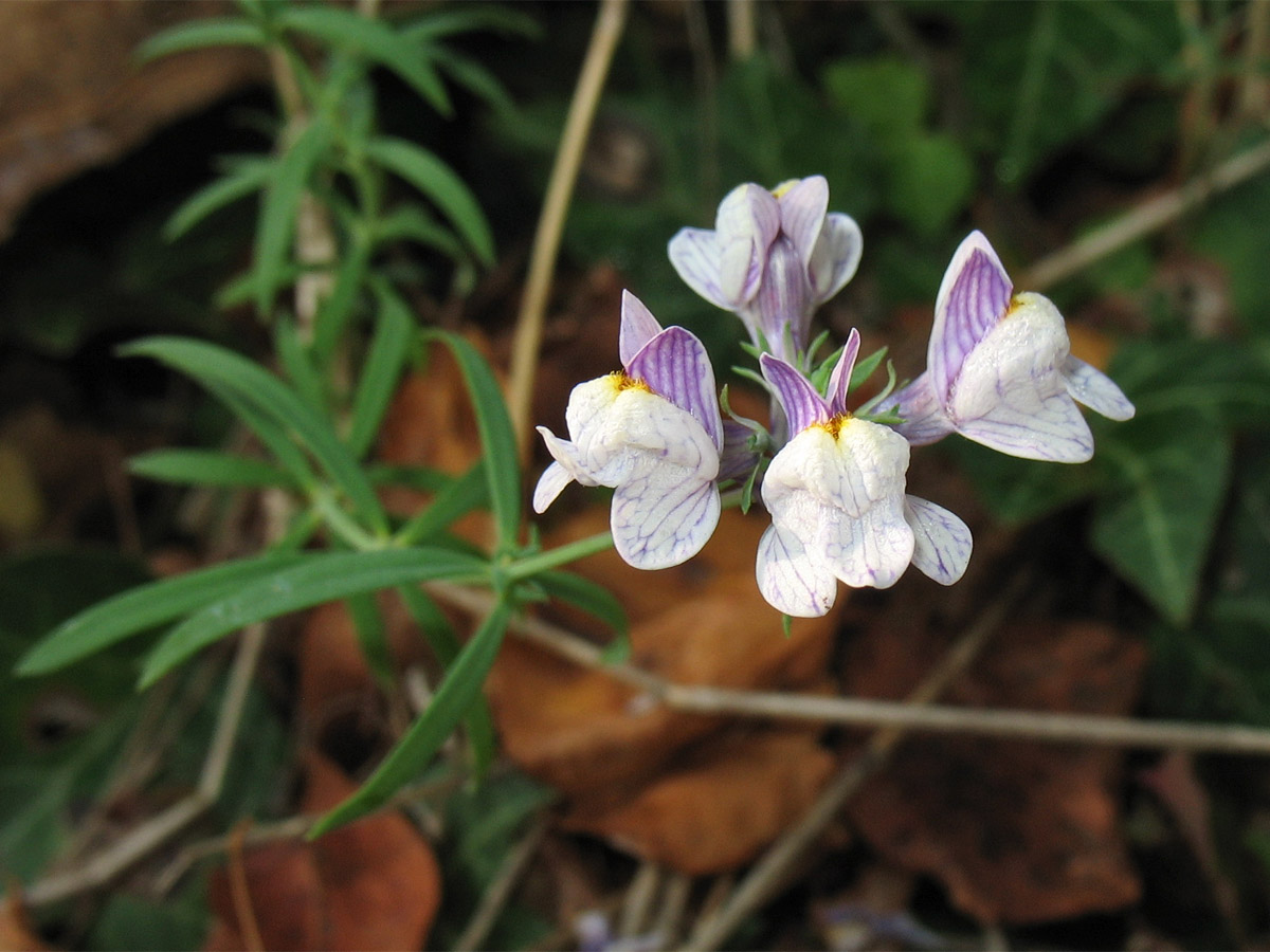 Изображение особи Linaria repens.