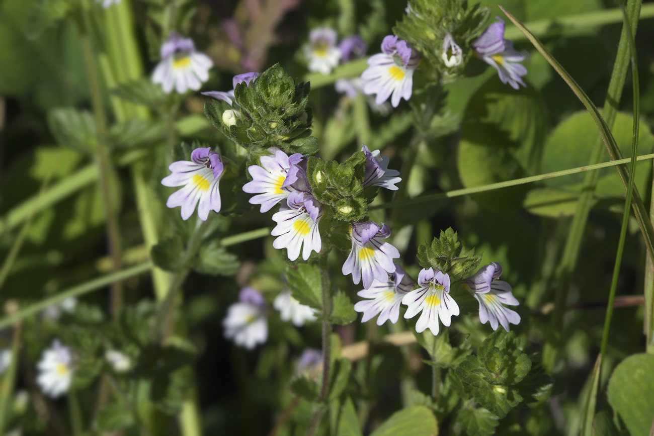 Изображение особи Euphrasia maximowiczii.