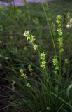 Carex muricata