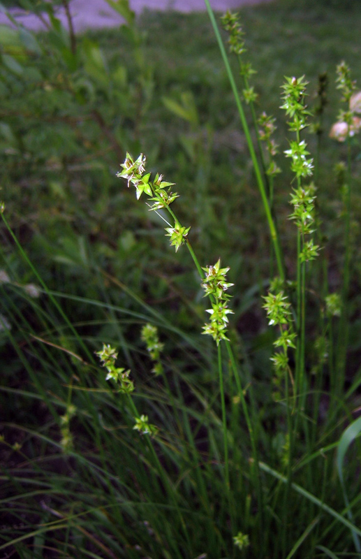 Изображение особи Carex muricata.