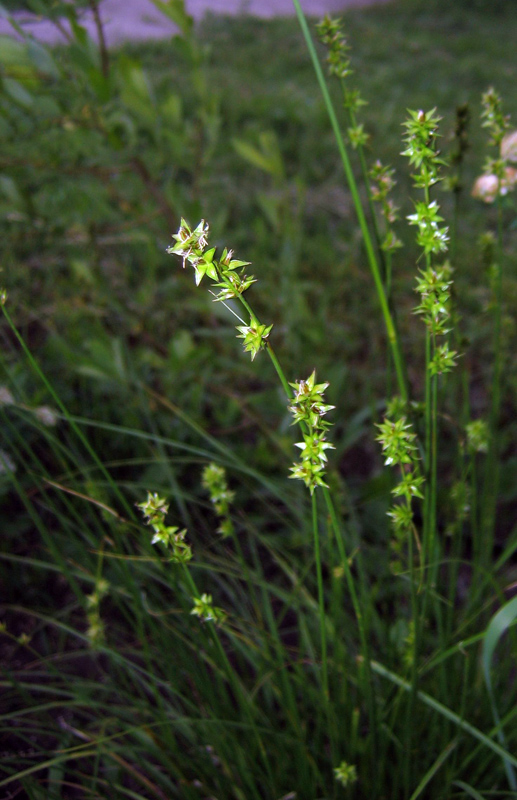 Image of Carex muricata specimen.