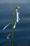 Lobelia dortmanna. Соцветие. Финляндия, муниципалитет Савонлинна, туркомплекс Харьюн Портти, оз. Пихлаявеси, каменисто-песчаное мелководье, глуб. ок. 40 см. 14.07.2019.