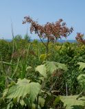 Filipendula camtschatica. Верхушка плодоносящего растения. Сахалинская обл., Невельский р-н, вдоль побережья между автодорогой и насыпью ж. д. 14.08.2019.