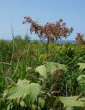 Filipendula camtschatica