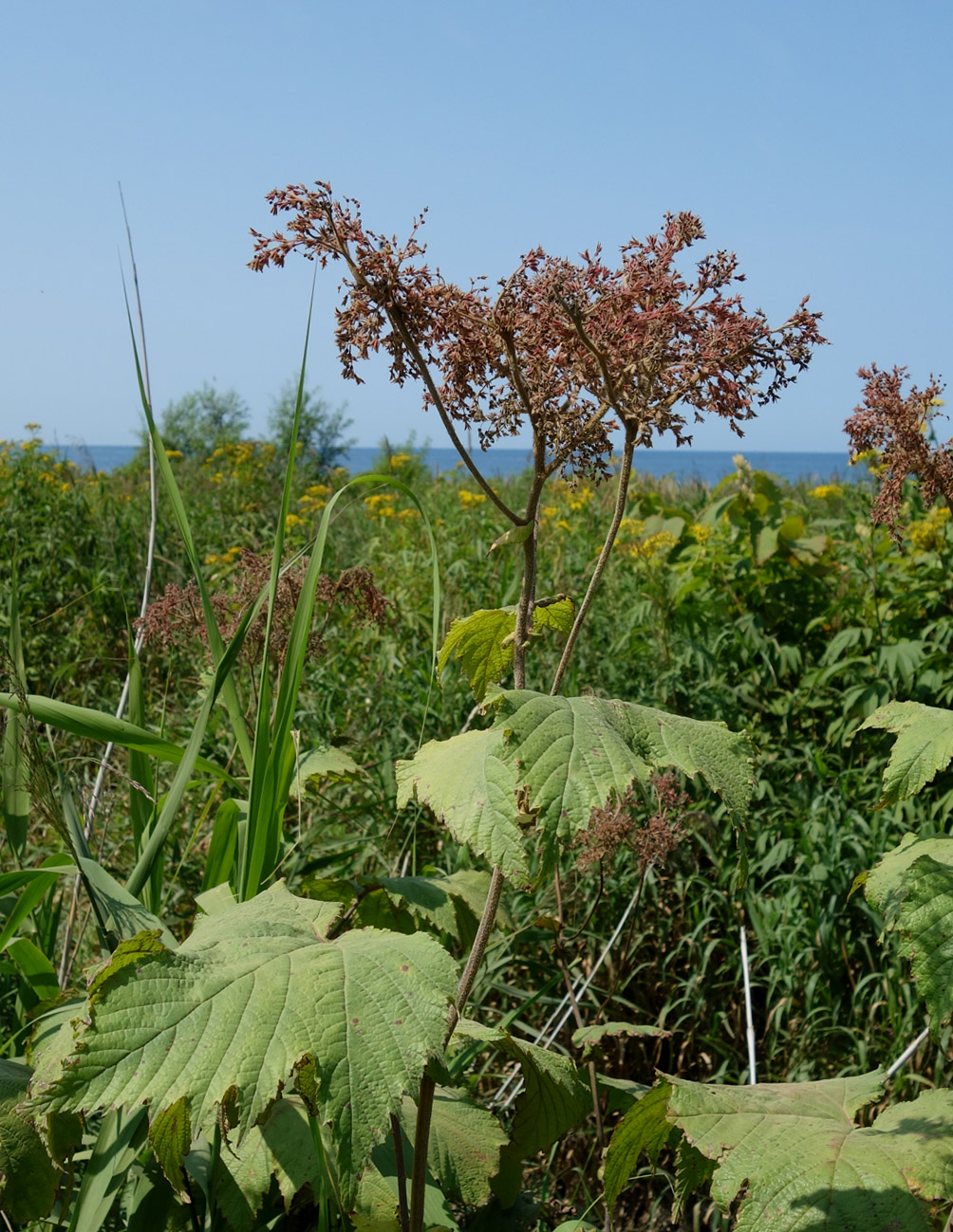 Изображение особи Filipendula camtschatica.