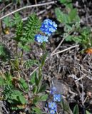 Myosotis austrosibirica. Цветущее растение. Алтай, Кош-Агачский р-н, долина р. Аккаллу-Озек, ≈ 2300 м н.у.м., горная тундра. 17.06.2019.