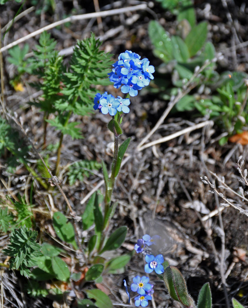 Изображение особи Myosotis austrosibirica.