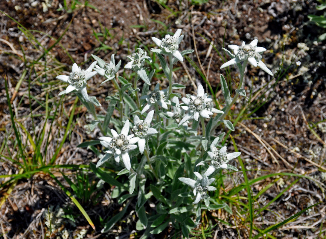 Image of Leontopodium fedtschenkoanum specimen.