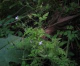 Geranium robertianum