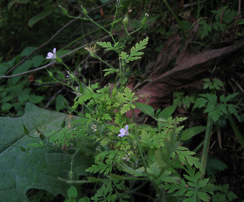 Изображение особи Geranium robertianum.