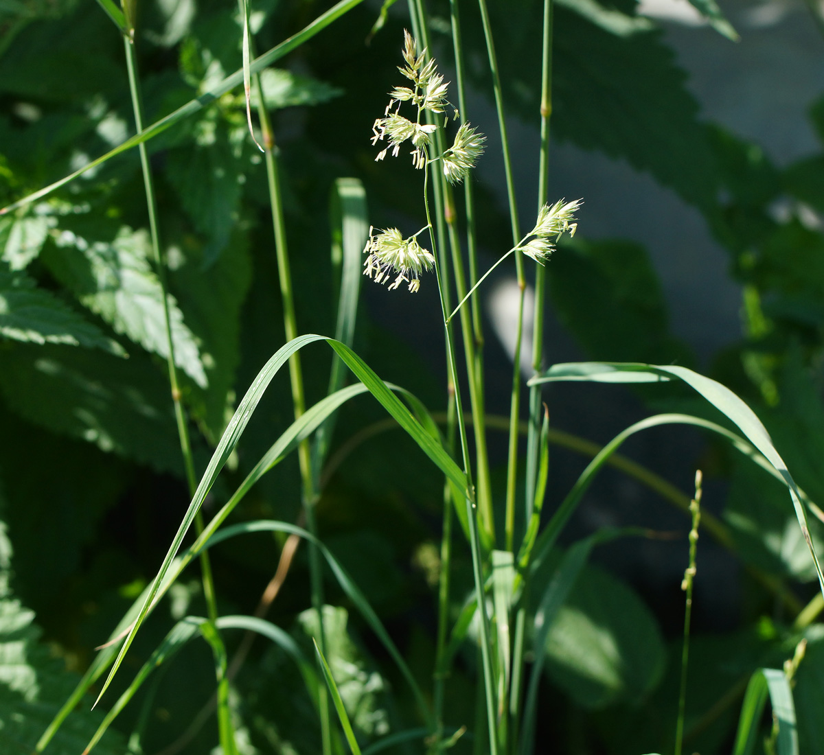 Изображение особи Dactylis glomerata.