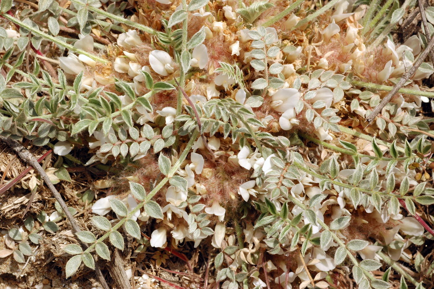 Изображение особи Astragalus scabrisetus.