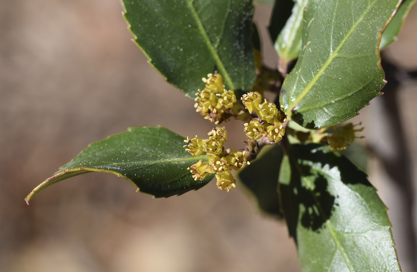 Image of Rhamnus alaternus specimen.