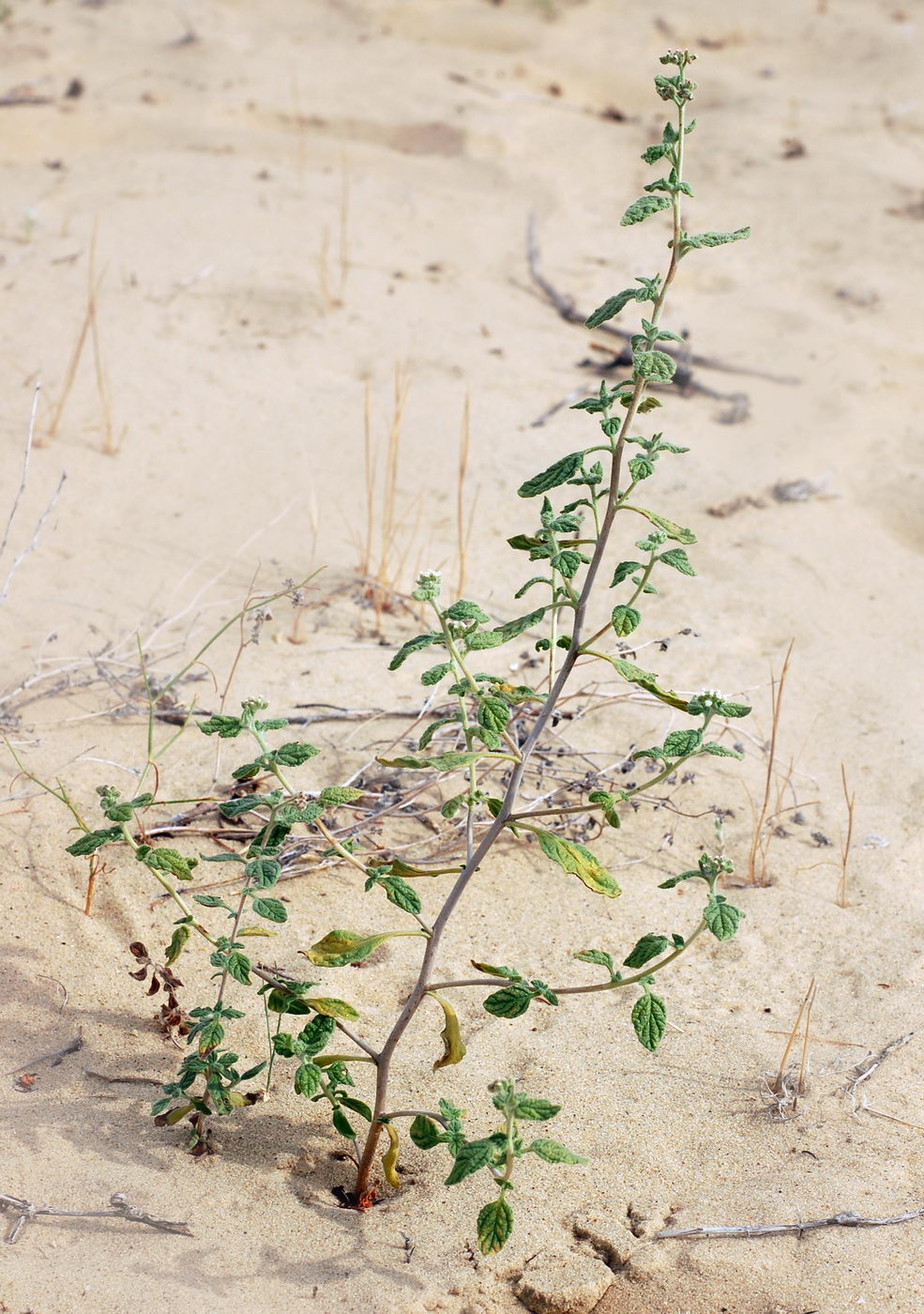 Изображение особи Heliotropium arguzioides.