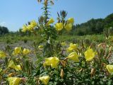 Oenothera glazioviana