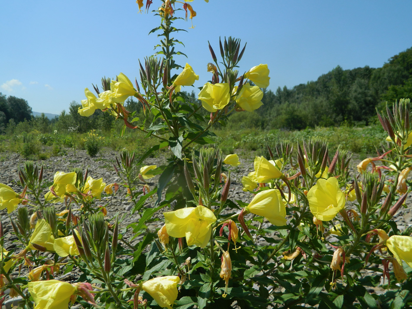 Image of Oenothera glazioviana specimen.