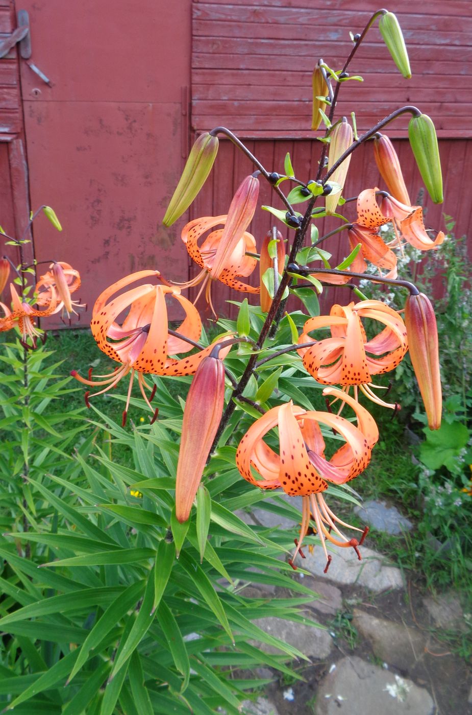 Изображение особи Lilium lancifolium.