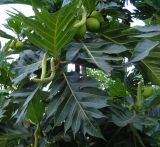 Artocarpus altilis