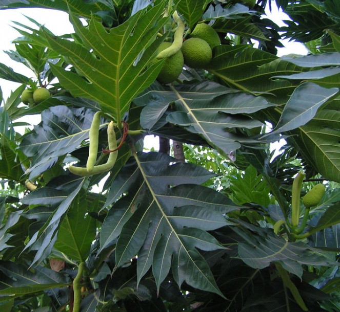 Image of Artocarpus altilis specimen.