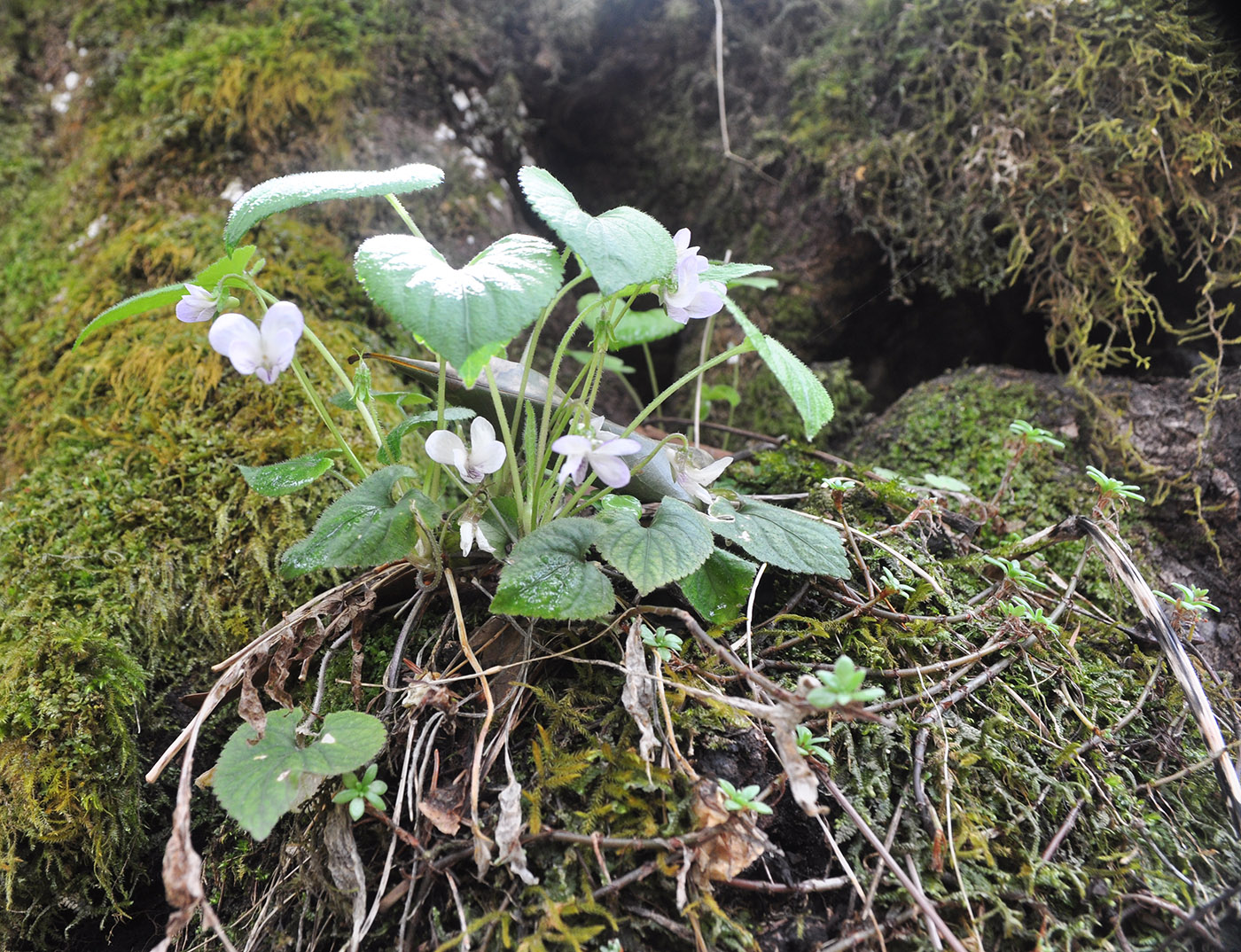 Image of Viola canescens specimen.