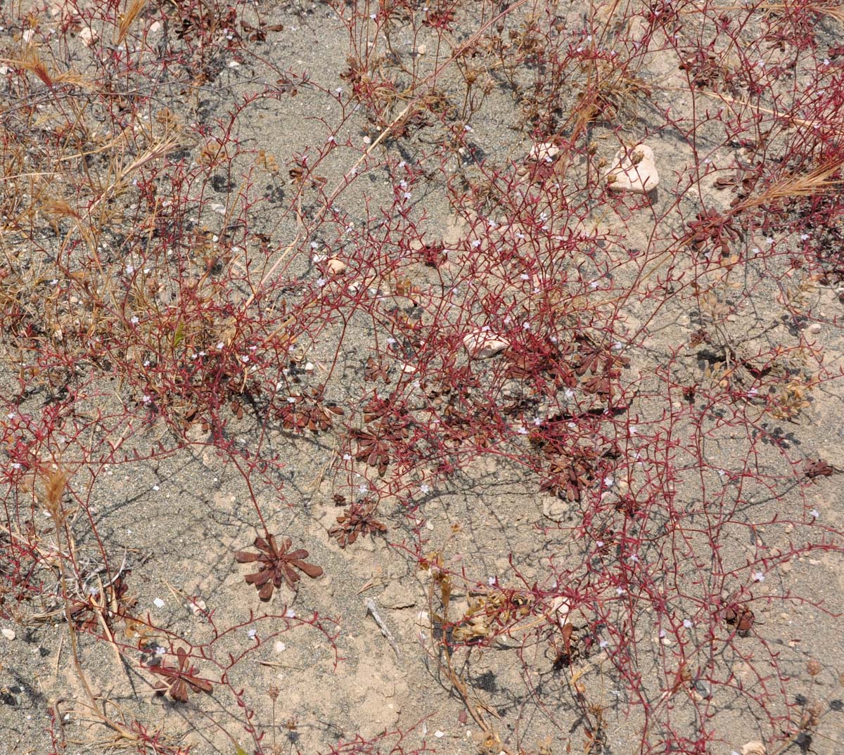 Image of Limonium echioides specimen.