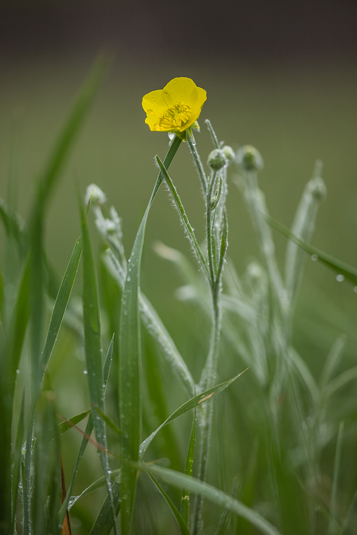 Image of Ranunculus illyricus specimen.