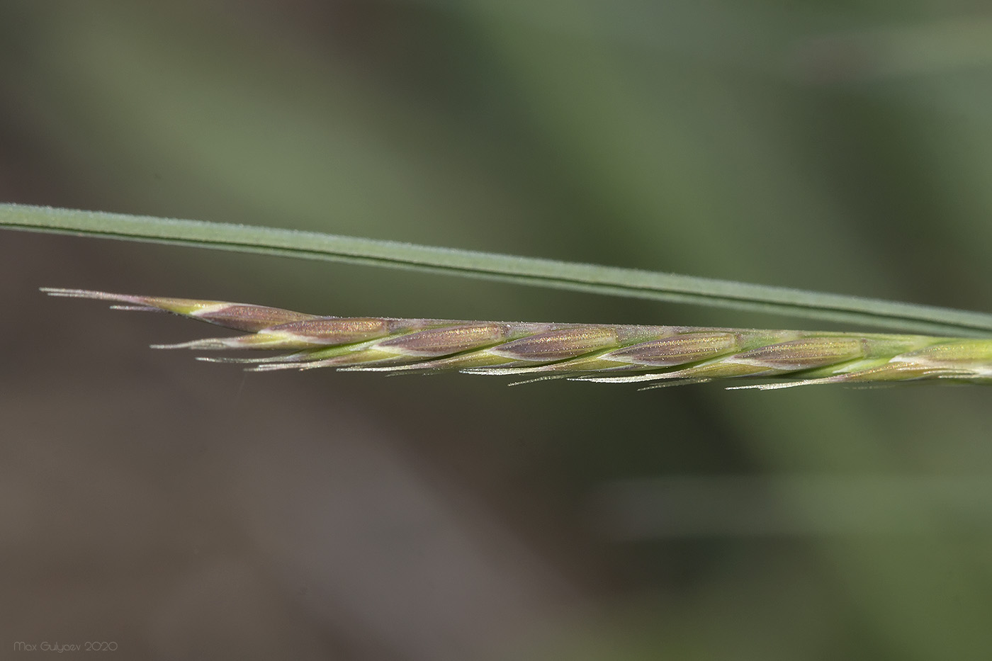 Image of Festuca callieri specimen.