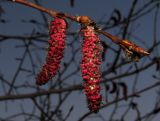 Populus tremula