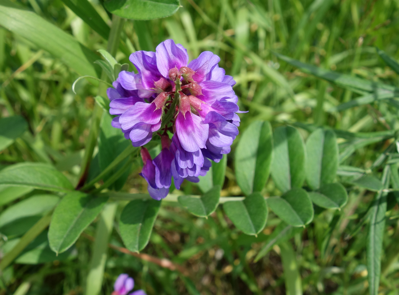 Image of Vicia amoena specimen.