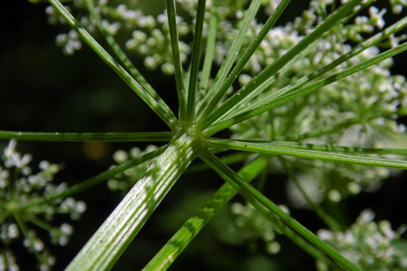 Image of Aegopodium podagraria specimen.