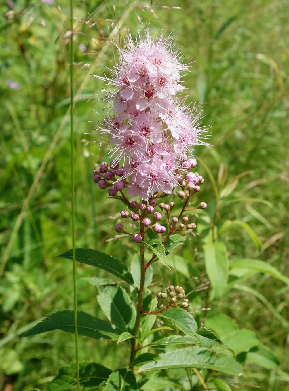 Image of Spiraea salicifolia specimen.