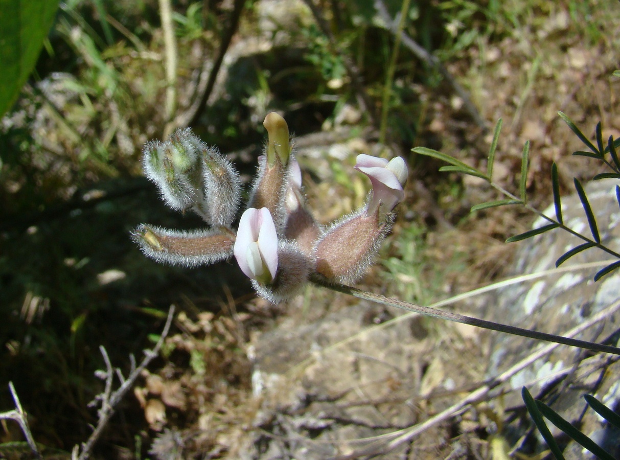 Изображение особи Astragalus semideserti.