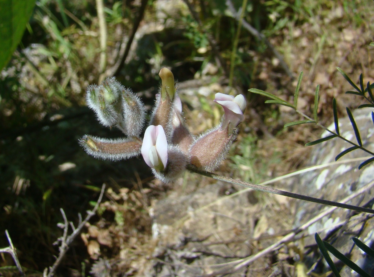 Image of Astragalus semideserti specimen.