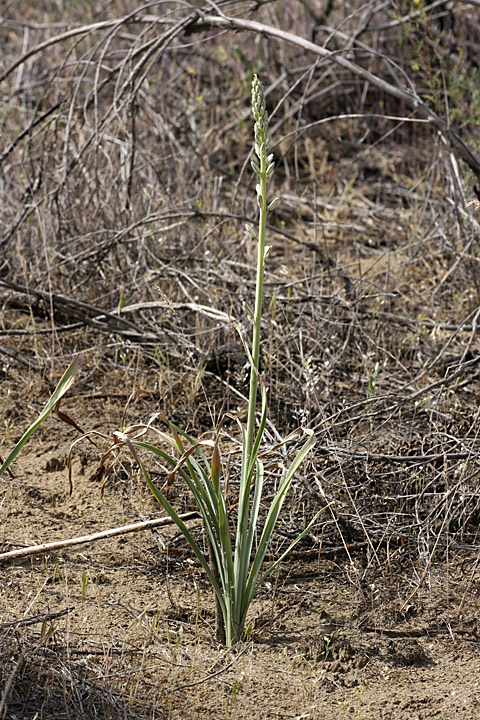 Изображение особи Eremurus inderiensis.