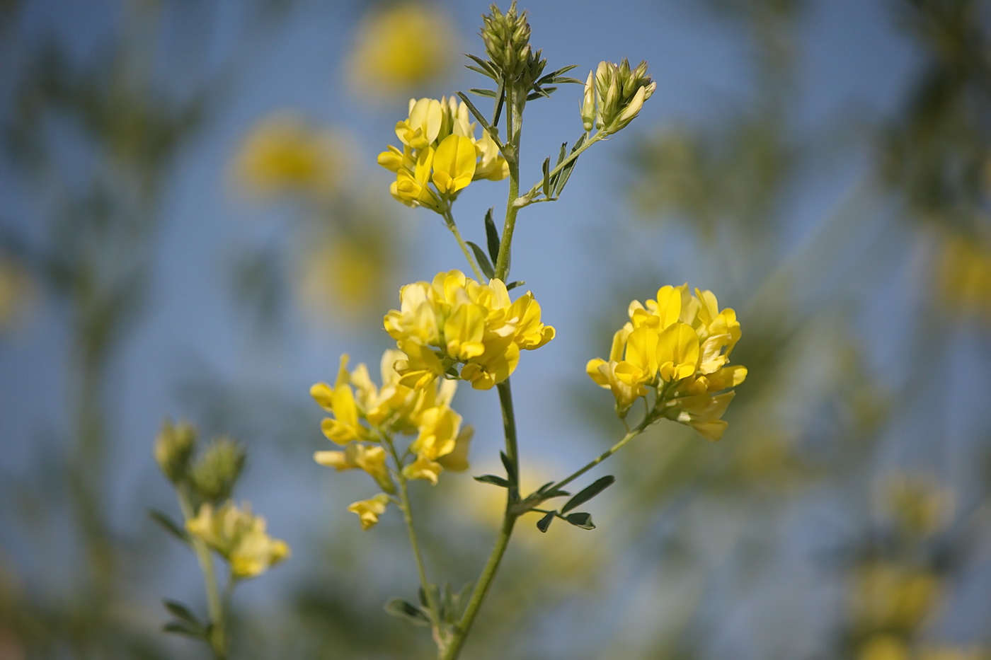 Изображение особи Medicago falcata.