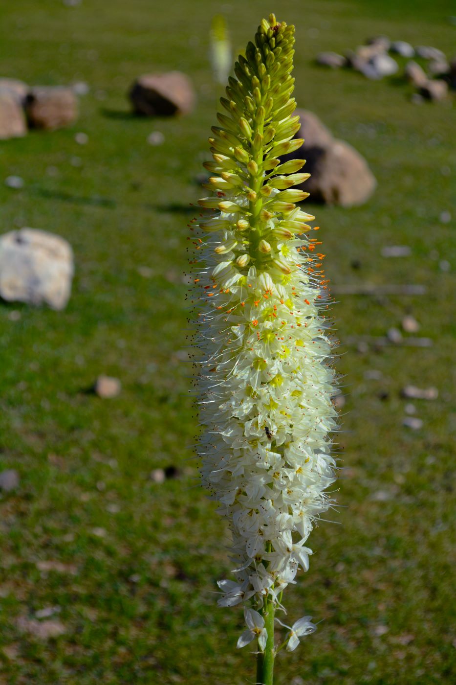 Изображение особи Eremurus robustus.