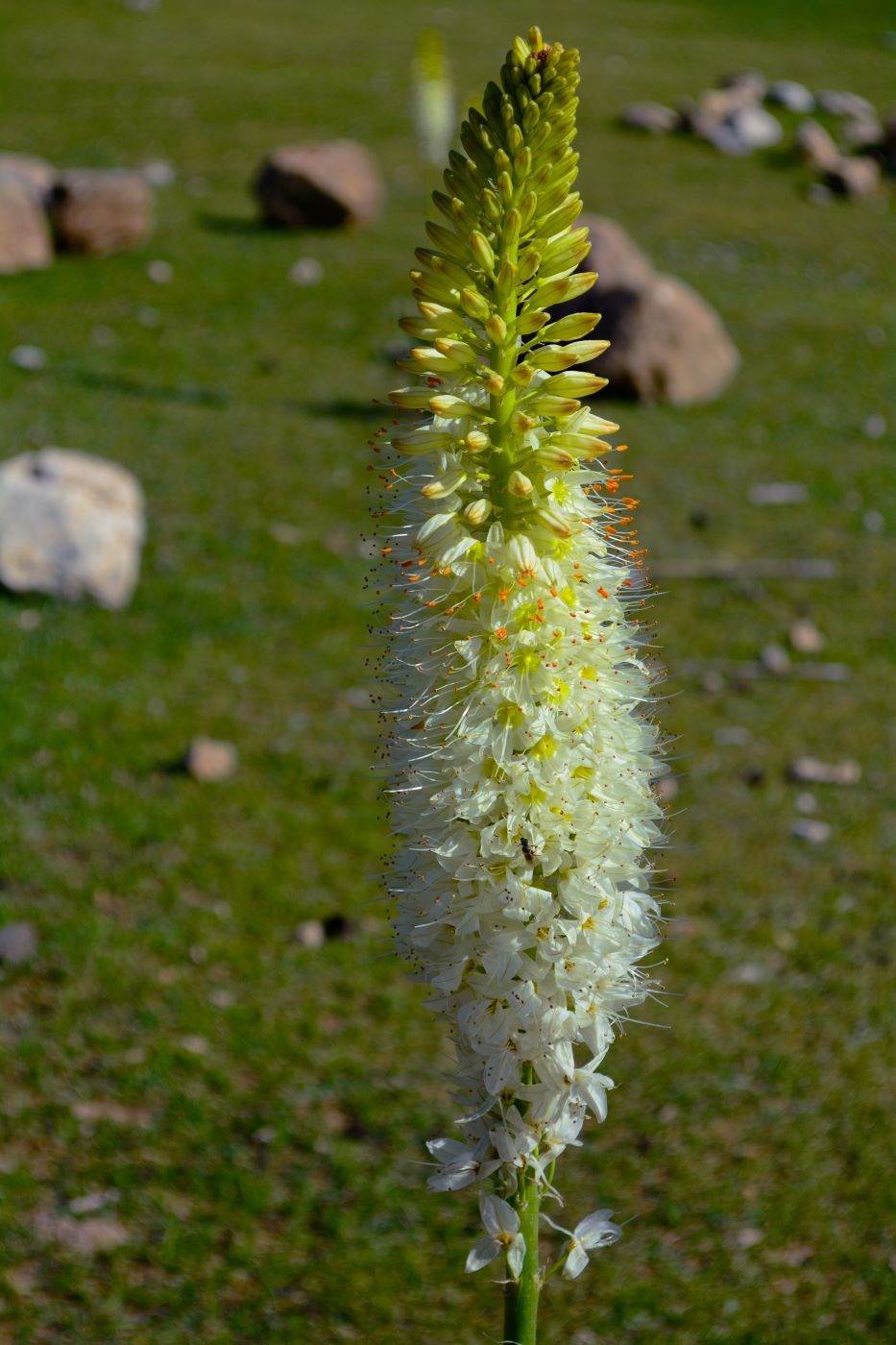 Image of Eremurus robustus specimen.