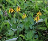 Ligularia alticola