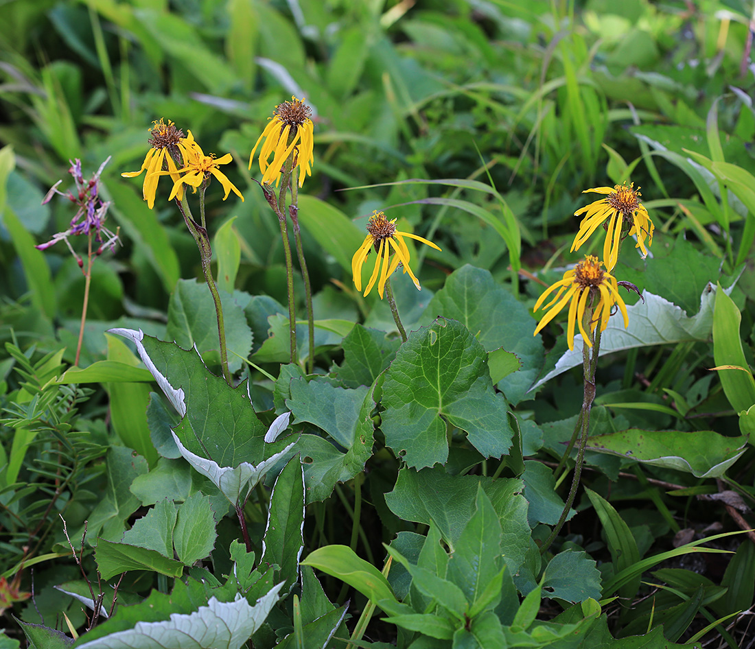 Image of Ligularia alticola specimen.