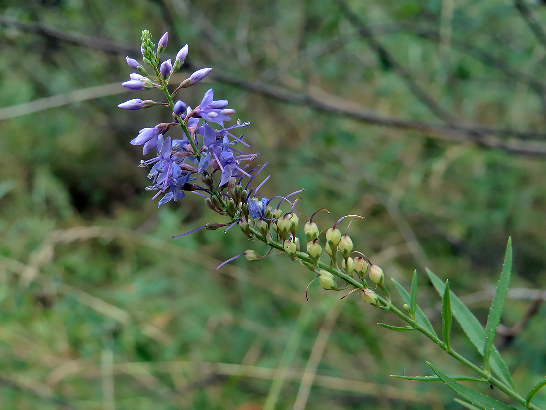 Image of Veronica spuria specimen.