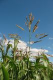 Sorghum × drummondii