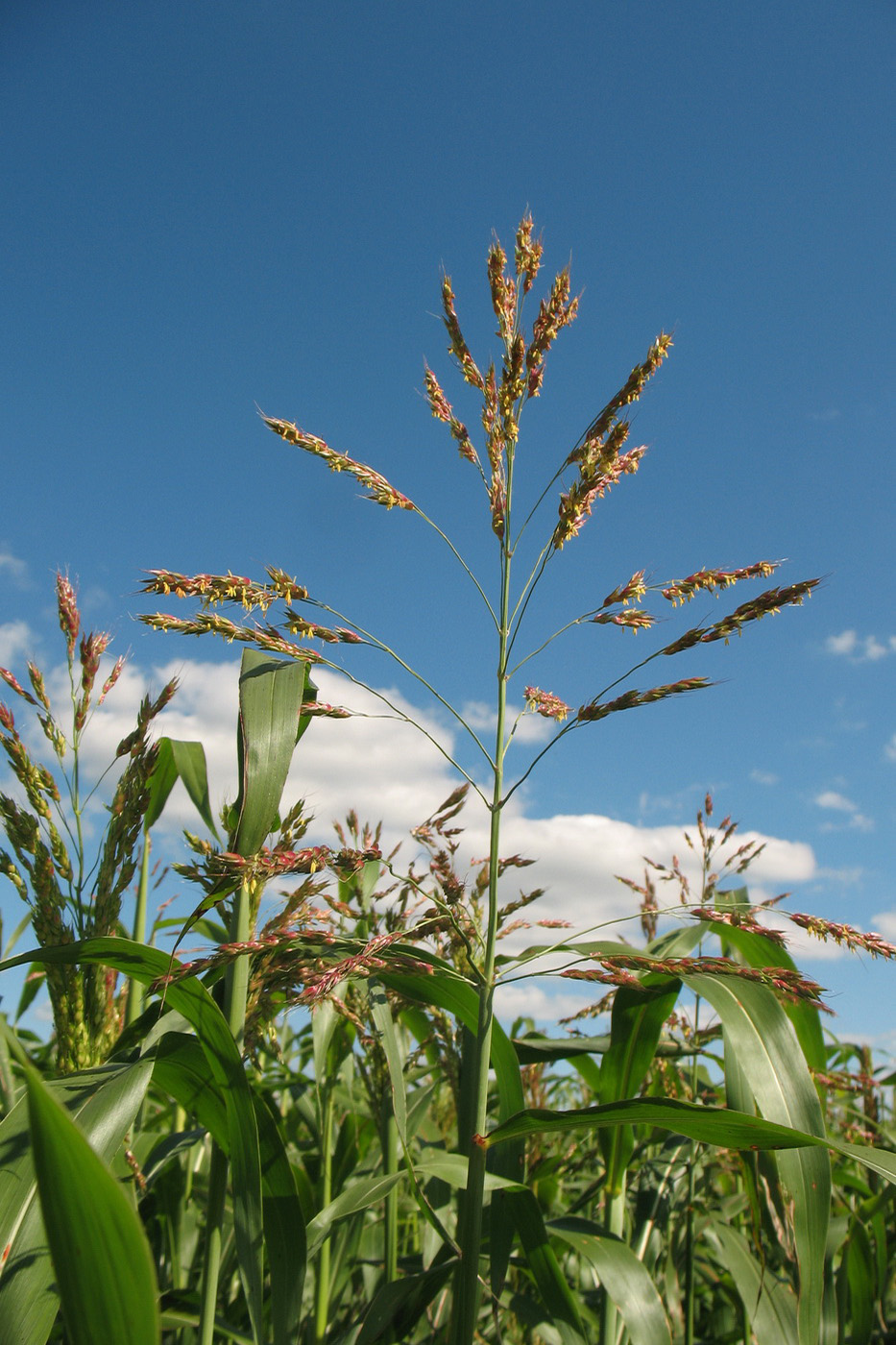 Image of Sorghum &times; drummondii specimen.