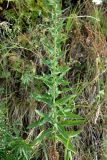 Hieracium virosum