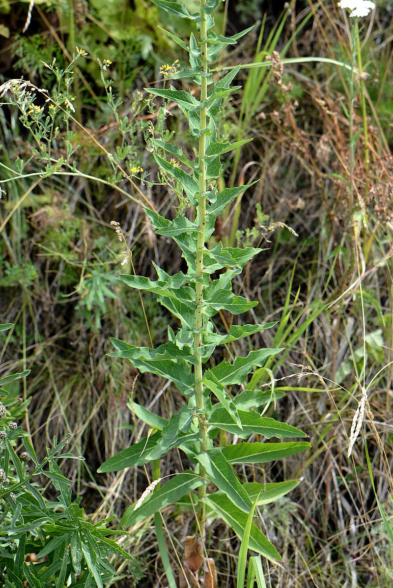 Image of Hieracium virosum specimen.