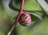 Hakea laurina. Часть ветви с развивающимся соцветием. Испания, автономное сообщество Каталония, провинция Жирона, комарка Баш-Эмпорда, муниципалитет Палафружель, ботанический сад \"Кап-Роч\". 08.12.2019.