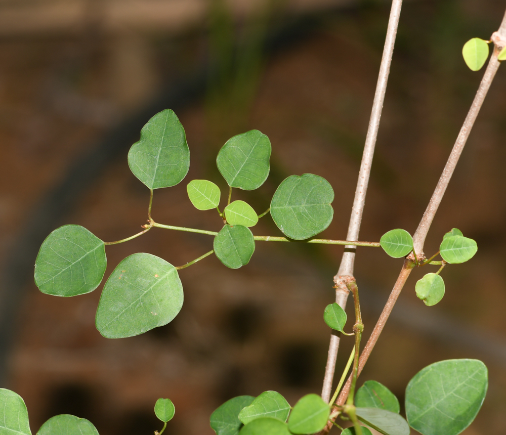 Image of Euphorbia schlechtendalii specimen.